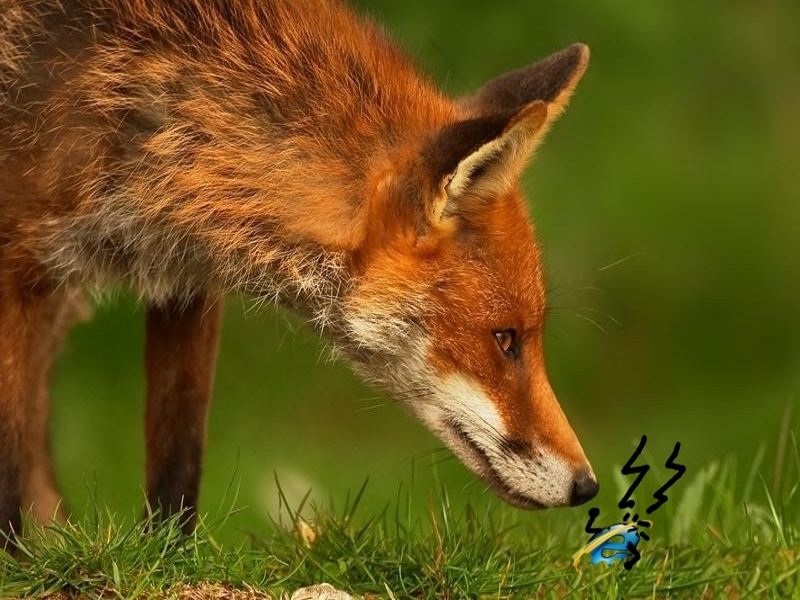 foxvsie-desktopnexus-com_